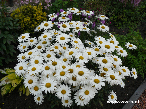 Leucanthemum