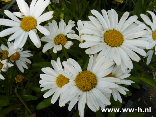 Leucanthemum