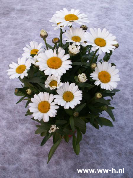 Leucanthemum