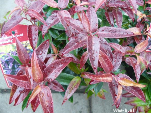 Leucothoe CARINELLA (= 'Zebekot')