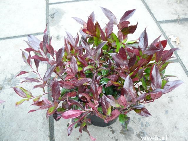 Leucothoe SCARLETTA (= 'Zeblid ')