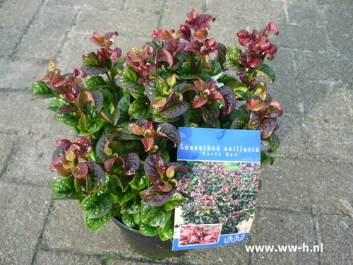 Leucothoe axilliaris 'Curly Red' 5,99 - Klik op de afbeelding om het venster te sluiten