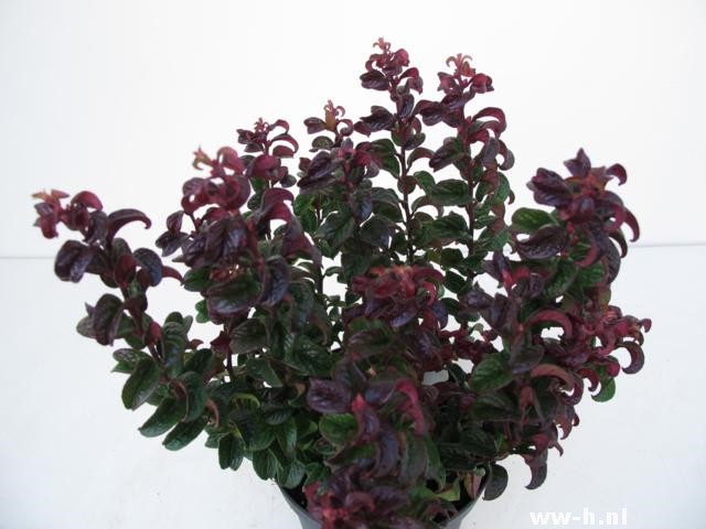 Leucothoe axillaris 'Twisting Red'