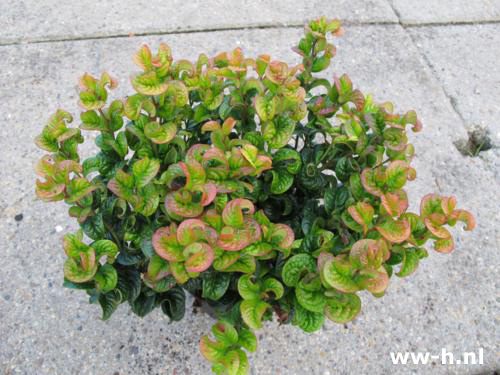 Leucothoe axillaris 'Curly red' Pot 2L 5,99