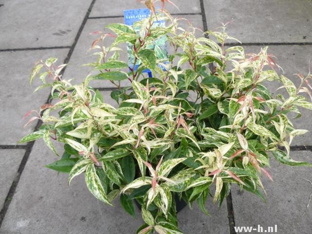 Leucothoe fontanesiana 'Makijaz' PBR