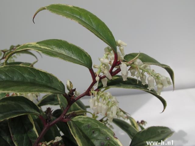 Leucothoe fontanesiana 'White Water'