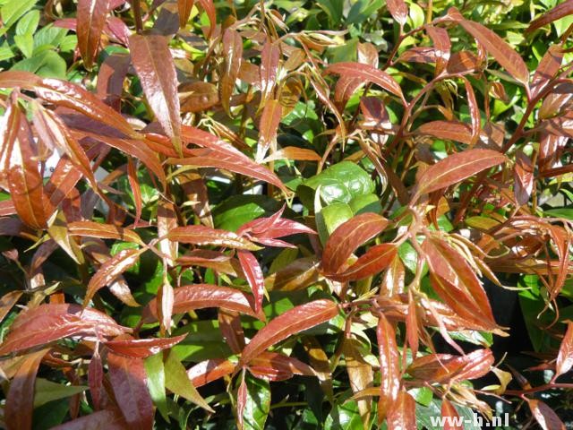 Leucothoe keiskei 'Royal Ruby'