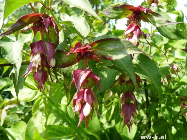 Leycesteria formosa