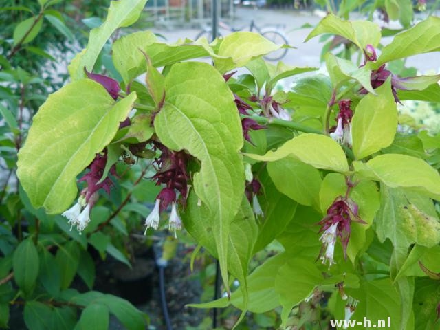 Leycesteria formosa GOLDEN LANTERNS (='Notbruce'ᴾᴮ&#