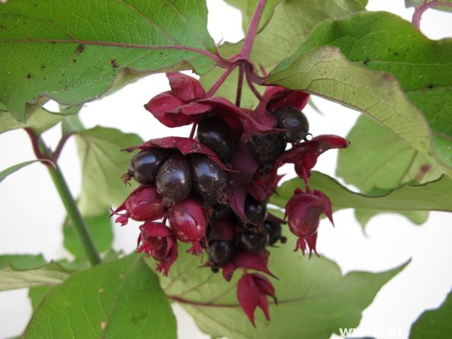 Leycesteria formosa 'Purple Rain'