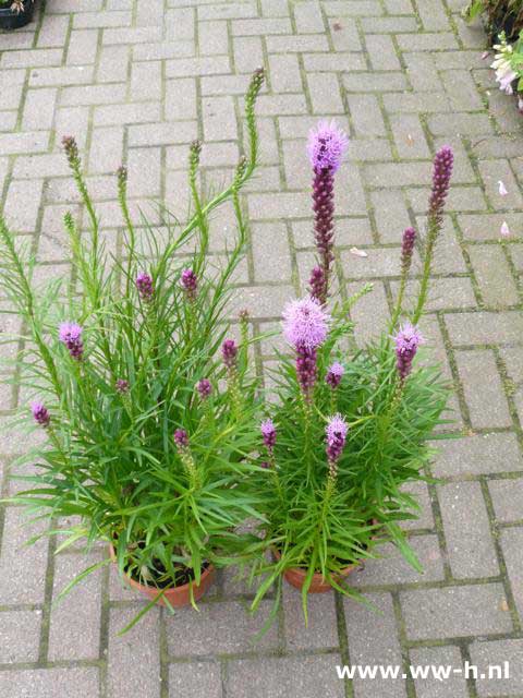 Liatris spicata prachtkaars 2.99 Liatris spicata prachtkaars 2.99