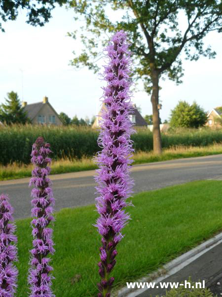 Liatris spicata - Klik op de afbeelding om het venster te sluiten