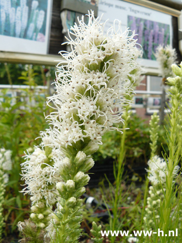 Liatris spicata - Klik op de afbeelding om het venster te sluiten