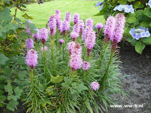 Liatris spicata