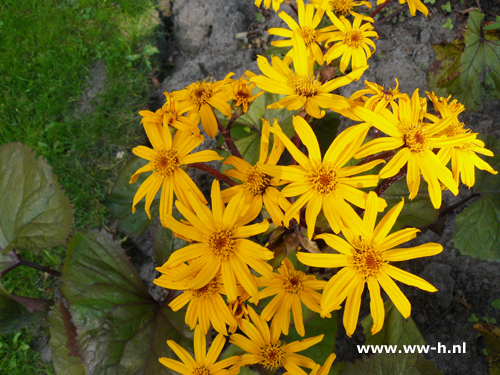 Ligularia dentata - Klik op de afbeelding om het venster te sluiten