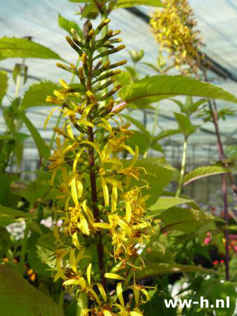 Ligularia przewalskii - Klik op de afbeelding om het venster te sluiten
