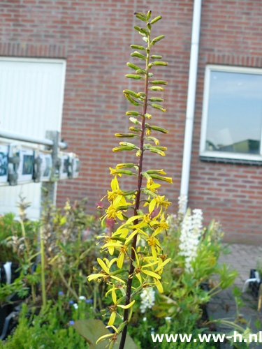 Ligularia stenocephala - Klik op de afbeelding om het venster te sluiten