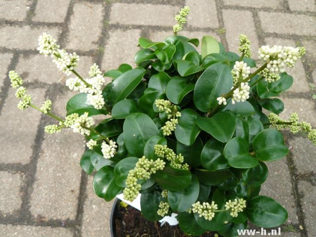 Ligustrum japonicum 'Rotundifolium'