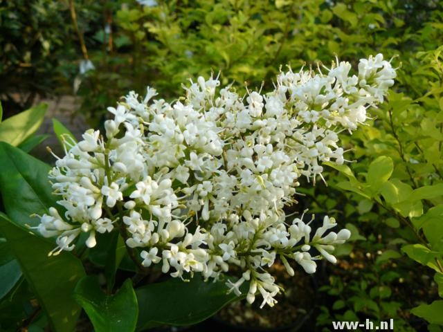 Ligustrum japonicum 'Texanum'