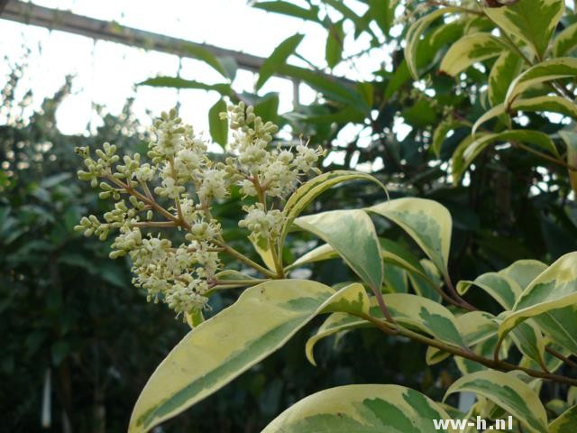 Ligustrum japonicum 'Variegatum'