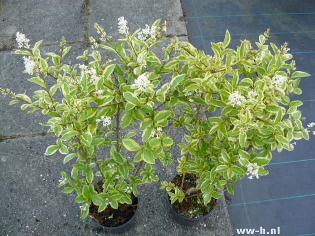 Ligustrum ovalifolium 'Aureum'