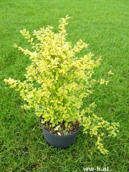 Ligustrum ovalifolium 'Lemon and Lime'