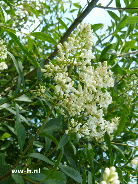 Ligustrum vulgare 60-100 cm - Klik op de afbeelding om het venster te sluiten