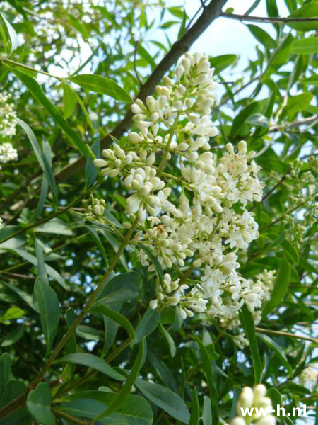 Ligustrum vulgare