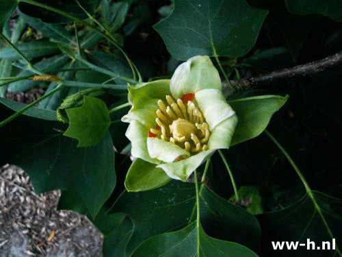 Liriodendron tulipifera - Klik op de afbeelding om het venster te sluiten