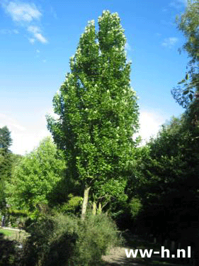 Liriodendron tulipifera 'Fastigiatum'