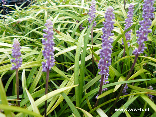 Liriope muscari 'Ingwersen' - Klik op de afbeelding om het venster te sluiten