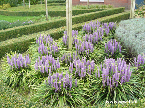 Liriope muscari - Klik op de afbeelding om het venster te sluiten