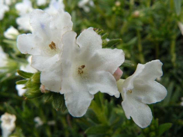 Lithodora diffusa