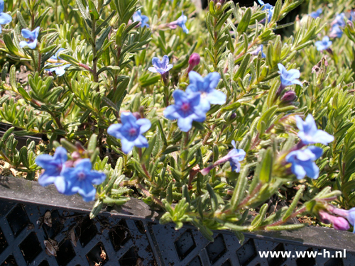 Lithodora diffusa - Klik op de afbeelding om het venster te sluiten