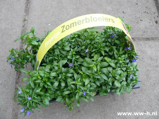 Lobelia erinus Blauw