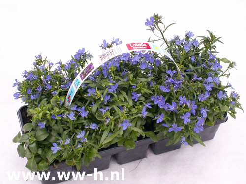 Lobelia erinus Blauw - Klik op de afbeelding om het venster te sluiten