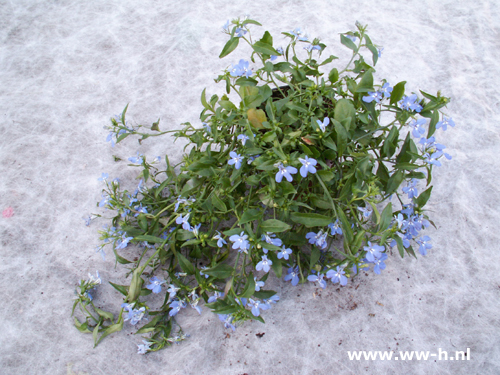 Lobelia erinus Blauw - Klik op de afbeelding om het venster te sluiten