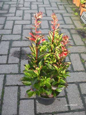 Lobelia rood 2 literpot 2.99 Lobelia rood 2 literpot 2.99
