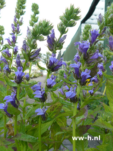 Lobelia siphilitica