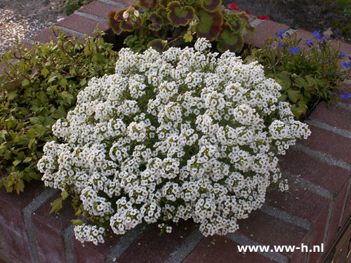 Lobularia maritimum 'Sneeuwkleed'