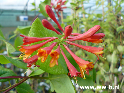 Lonicera brownii 'Dropmore Scarlet' v.a.4.99 - Klik op de afbeelding om het venster te sluiten