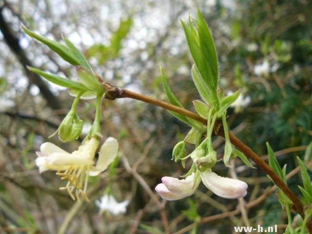 Lonicera fragrantissima