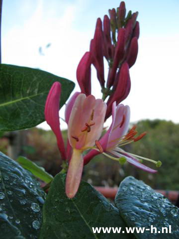 Lonicera heckrottii 'American Beauty' v.a. 4,50