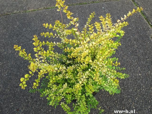 Lonicera nitida 'Baggesen's Gold' Lonicera nitida 'Baggesen's Gold'