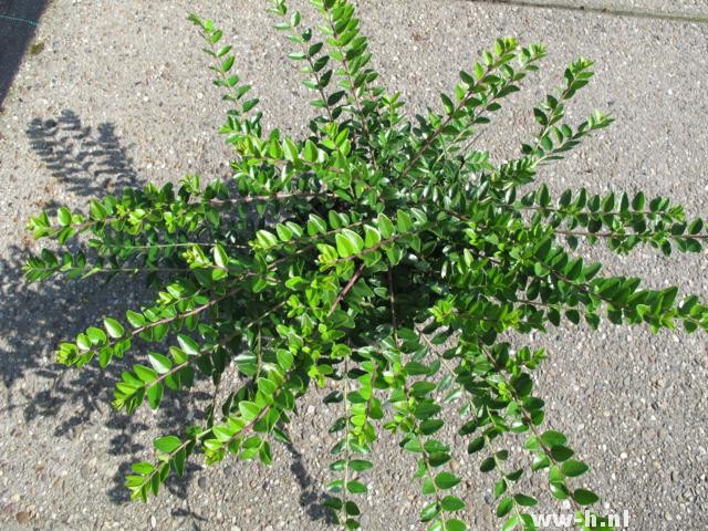 Lonicera nitida 'Maigrun' Lonicera nitida 'Maigrun'