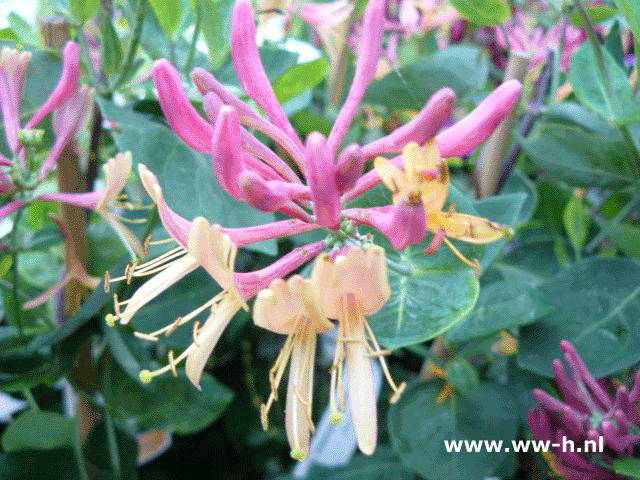 Lonicera periclymenum 'American Beauty' v.a 4.50 - Klik op de afbeelding om het venster te sluiten