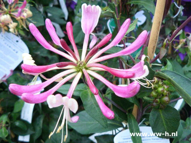 Lonicera periclymenum 'Serotina' v.a 4.50 - Klik op de afbeelding om het venster te sluiten