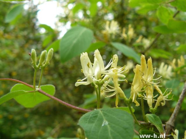 Lonicera xylosteum Lonicera xylosteum