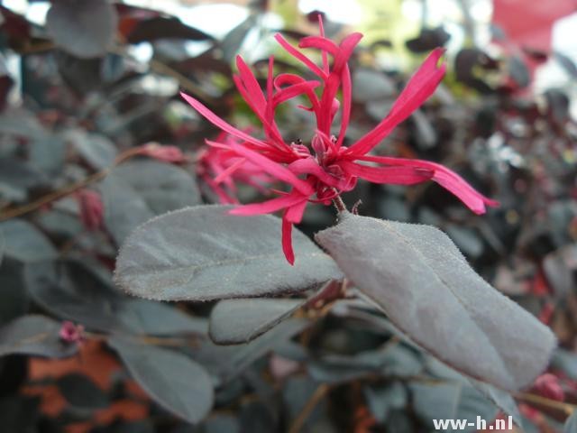 Loropetalum chinense BLACK PEARL (='Pearl') Loropetalum chinense BLACK PEARL (='Pearl')