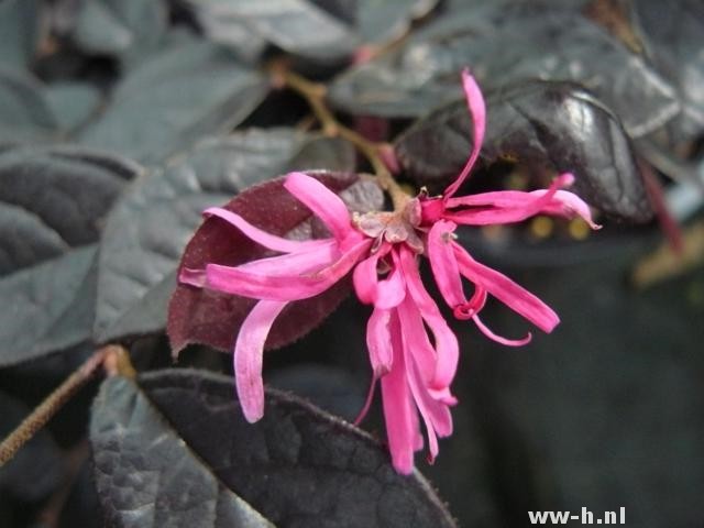Loropetalum chinense 'Pipa's Red' Loropetalum chinense 'Pipa's Red'